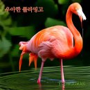 플라밍고 이미지