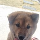 사랑실천동물병원 이미지