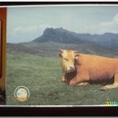 대식농장 이미지