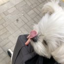 예은동물병원 정형외과 검진 초진 후기! (슬개골탈구, 고관절 이형성증) 인천,부천 사시는 분들 주목