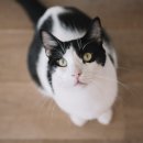 독한고양이 이미지