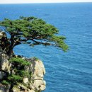 바다소나무 이미지