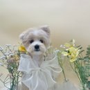 봄이네 애견 이미지