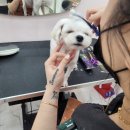 라라펫 | 명지애견미용실 [라라펫살롱] 리얼후기