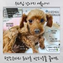 (주)더조은펫타운 | 강아지 여름나기 펫조은자리 듀라론 반려동물 쿨매트 강아지쿨매트 추천