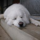 행복한 꿈을 꾸는 이미지