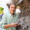 어남약쑥 이미지