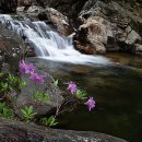 수달래 (산철쭉) 이미지