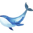 고래의꿈 이미지