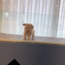 마이도그샵 | 부산애견샵 - 마이도그 강아지 부산점 이용후기