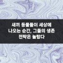펫하임 네이버블로그