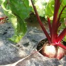 태기농장 이미지