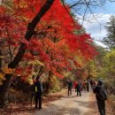 태백산국립공원 단풍명소, 봉화 ‘백천계곡’ 가을 단풍 축제 개최 이미지