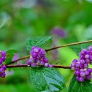 비취빛 자주색 보석ㅡ좀작살나무 열매 이미지