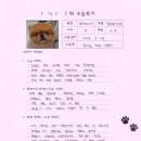 1431 | [#1431] 망고(양측 슬개골탈구 G3)의 수술후기