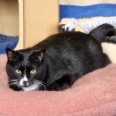 냥카페 묘연 | 냥카페 묘연 미모 폭발 냥이들 천국 5번 방문후기