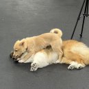 엔젤짐 반려견 아카데미 이미지