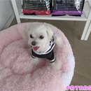 파트라슈 이미지