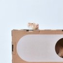 고양이집 이미지