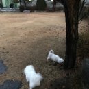 말티즈민박