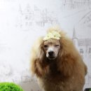 랄라펫살롱 이미지