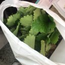 ✨ 첫 플리마켓 참여 후기 / 봉농원명인딸기 🍓