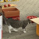 오씨네 과일야채생선 이미지