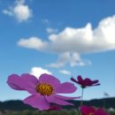 코스모스 이미지