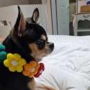 더리조트멍 이미지