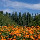 메리골드 이미지