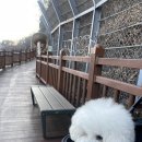 단양 여행 코스 추천｜도담삼봉 &amp; 강잔도 (+ 강아지와 함께한 여행 후기)