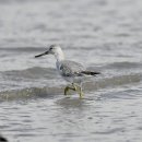 유부도의 청다리도요사촌(Nordmann's greenshank) 이미지