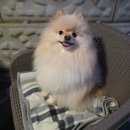 해바라기 애견 | 충북 단양 애견펜션 세모하우스 1박 후기