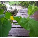 매일민박야영장 이미지