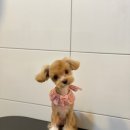 보성애견 이미지