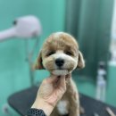 멍블리 펫살롱 이미지