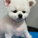 팻키우소 이미지