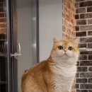 골든키티캐터리 이미지