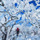 파란 하늘 수놓은 하얀 순록 뿔… 雪雪 걸어서 순백의 나라로 이미지