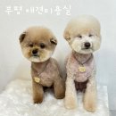 트리멍마마 이미지