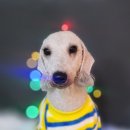 어쩔댕댕 이미지