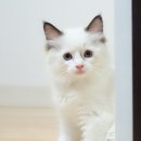 마마캐터리 네이버블로그
