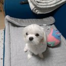 삼산평생동물병원 이미지