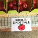 희망꽃식물원 | [경기/광주] 율봄식물원 | 6월 말에 보러 간 수국 🌺 (만개 시즌 지남ㅠ)