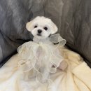 멍뽀인트 | 부산강아지미용 거제동 말랑멍무 말티즈 후기 | 레이카운티 상가 주차