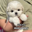 전주강아지분양 미니퍼피 가정견사 직영 이미지