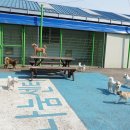 데려가시개 이미지