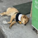 햅투유