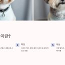 그루밍샵(grooming shop) | 돌올그루밍 학원 선택과 커리큘럼 완벽 가이드