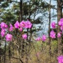 진달래약수터 이미지